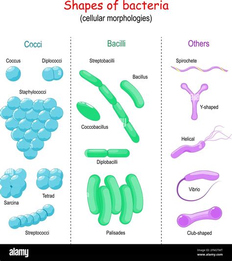 Shape Of Bacillus Anthracis Cell