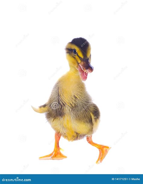 Yellow ducklings stock image. Image of farm, small, yellow - 14171251