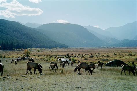 Herd of Elk in Rocky Mountain National Park 9/26/2002 | Rocky mountain national, Rocky mountain ...