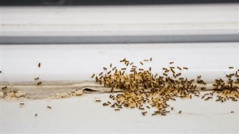 Ant Prevention Tips: Stop Ants in Their Tracks This Spring | Soles Exterminating