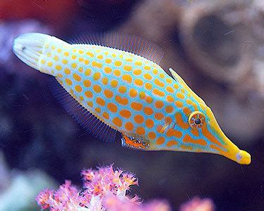 Filefish - Alchetron, The Free Social Encyclopedia