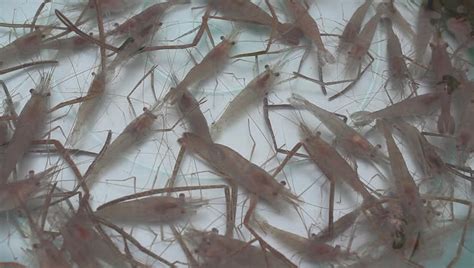 Shrimp Swimming In Water Stock Footage Video 3883970 - Shutterstock