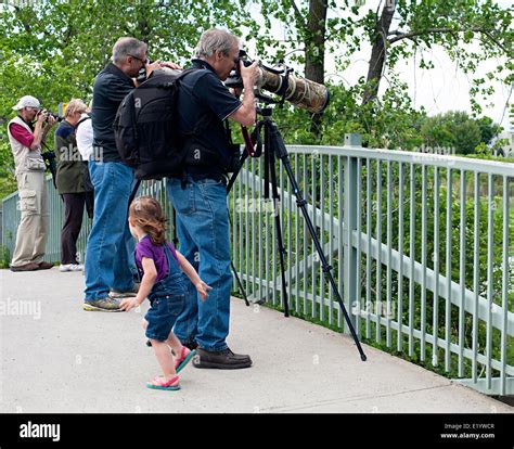 Serious photographers photograph birds on Heron Island Migratory Bird Sanctuary, Montreal ...