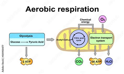 Aerobic Respiration Scheme. Colorful Symbols. Vector Illustration ...