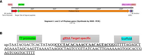 Frontiers | Site-specific gene knock-in and bacterial phytase gene expression in Chlamydomonas ...