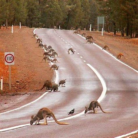 Incredible sight. | Australian wildlife, Outback australia, Western ...