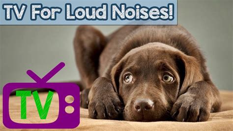 TV for Dogs Scared of Loud Noises! Nature Footage and Desensitizing ...