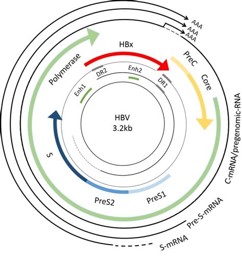 Hepatitis B virus (HBV) genome map. The genome of HBV is a... | Download Scientific Diagram