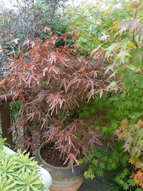 Japanese Maple Fall Colors