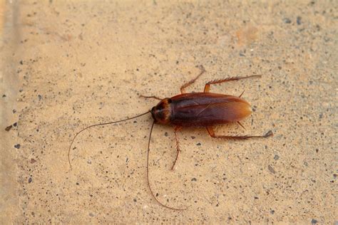 Cockroach Life Cycle: Cockroach Eggs, Nymphs & Adult Stages