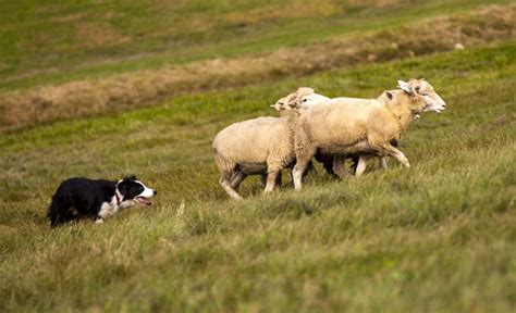 30 Herding Dog Breeds: Canines Who Love Corralling Livestock!