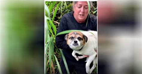 Two Dogs Rescued in Hawaii After Being Surrounded By Lava For 10 Days ...