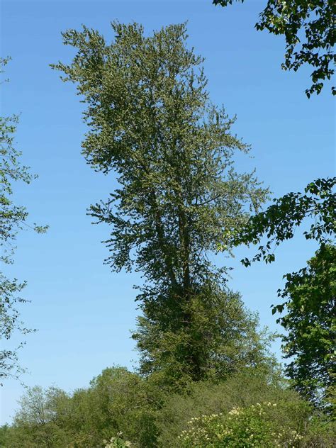 Black Cottonwood - Spencer Creek Nursery