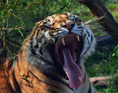 Yawning Tiger Photograph by Maggy Marsh - Fine Art America