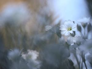 Flower, Cerastium, White - Flowers wallpapers: 2048x1365