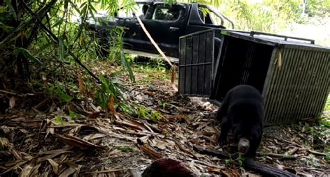 Sun bear in Yan firefighter attack returns to the wild | New Straits Times | Malaysia General ...