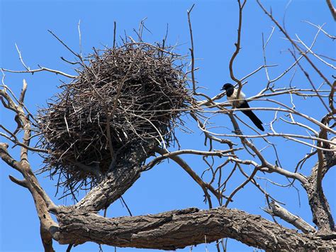 Magpie Nesting (All You Need To Know) | Birdfact