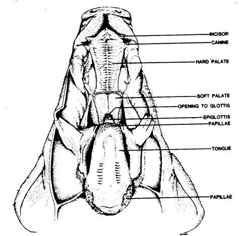 Pig Pre Lab/Lab - Core 7-1 Science