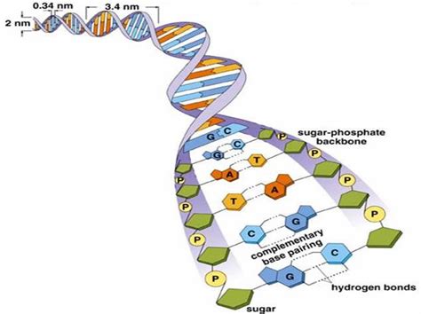 DNA Primary Structure - Double Helix