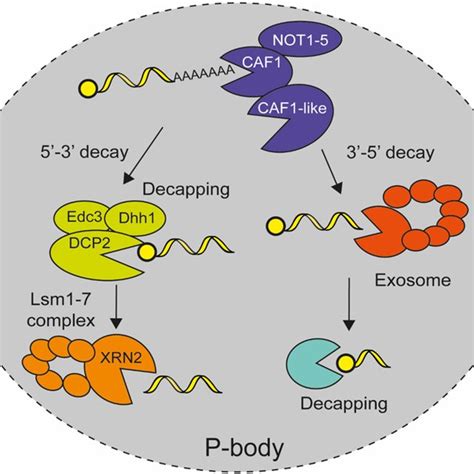 Cistron position dependent-half-life in polycistronic mRNA for four... | Download Scientific Diagram