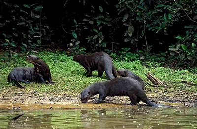 Giant Otter Facts, Habitat, Diet, Life Cycle, Baby, Pictures