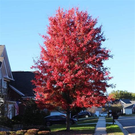 Celebration Maple Trees for Sale | BrighterBlooms.com American Red ...