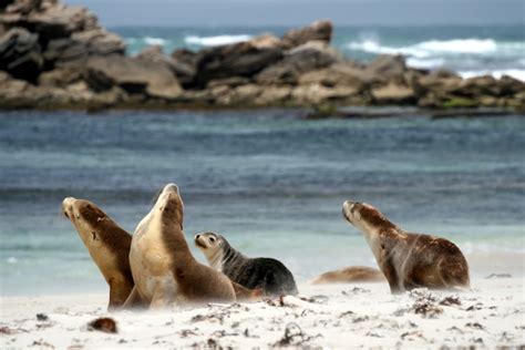 Day 17-19: Kangaroo Island, The Wildlife