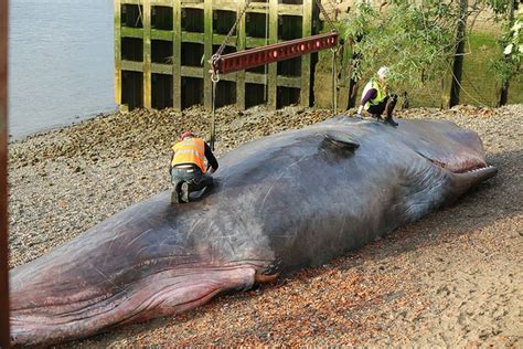 Beached Whale Art (8 pics)