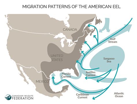 eel-migration-map-en – Your Connection to Wildlife