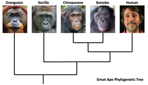 Bonobos and Chimpanzees — Ape Initiative