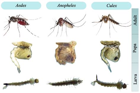 Aedes Mosquito Larvae