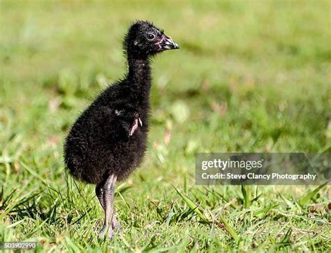 162 Pukeko Stock Photos, High-Res Pictures, and Images - Getty Images