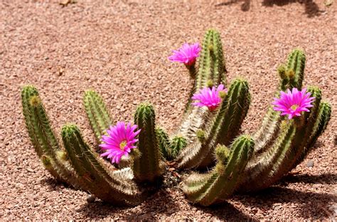 Online crop | green cactus plant with pink flowers HD wallpaper | Wallpaper Flare