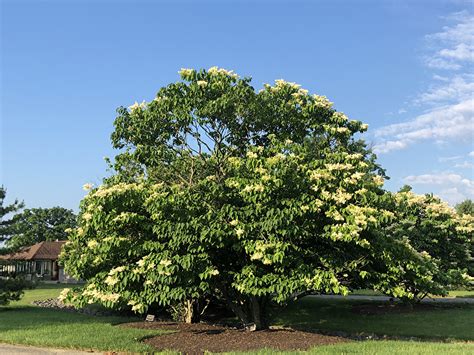 June 11, 2021 — Chinese Tree Lilac – Barton Arboretum and Nature Preserve