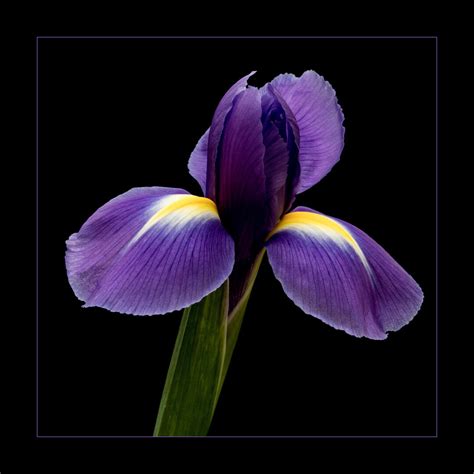 Iris Flowers in Colour - Flower photo contest | Photocrowd photo competitions & community site