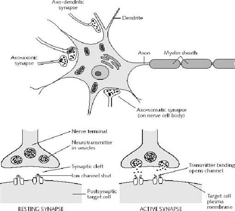 3. Different types of synapses (top). A schematic representation of... | Download Scientific Diagram