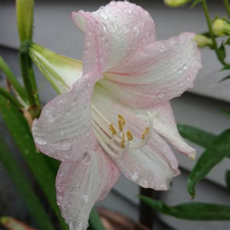 Hippeastrum (Sonatini Group) 'Pink Rascal', Hippeastrum 'Pink Rascal' in GardenTags plant ...