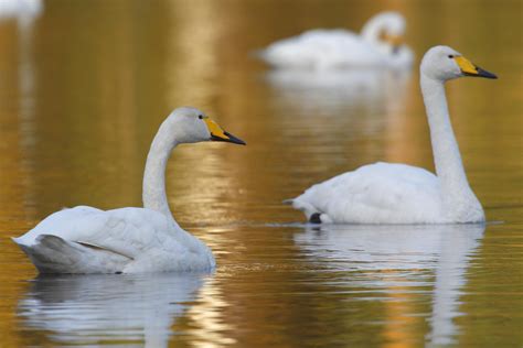 The Whooper swan is the national bird of Finland. It is a large Northern Hemisphere swan which ...