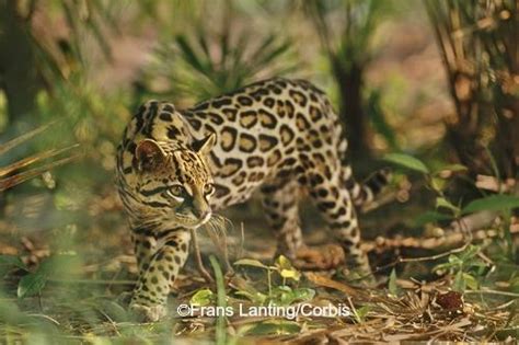 Ocelot – International Society for Endangered Cats (ISEC) Canada