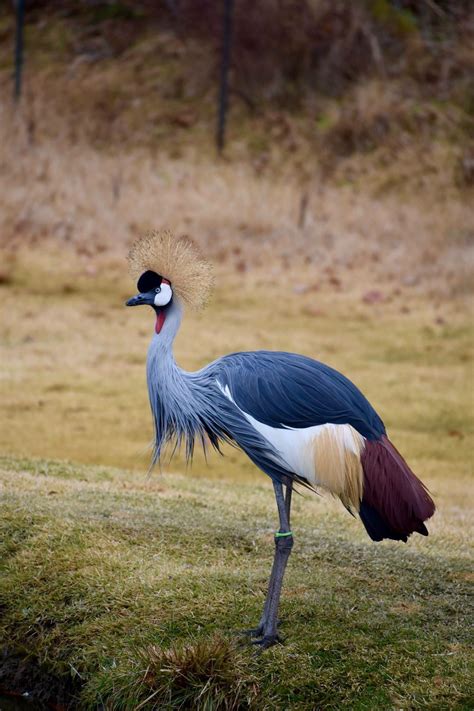 East African Crowned Crane : MostBeautiful