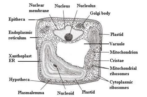 5.1. Generalized structure of a bacillariophyte Morphology of frustules... | Download Scientific ...