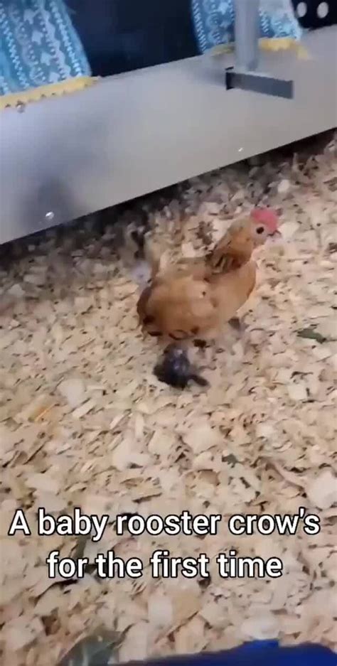 A baby rooster crow''s for the first time - iFunny