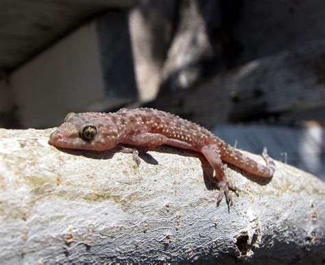 Mediterranean house gecko - (Hemidactylus turcicus) | Animals, Gecko ...