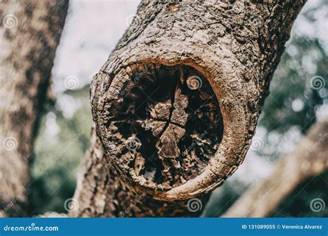 Close-up of a Wound on the Trunk of a Scarred Tree Stock Image - Image ...