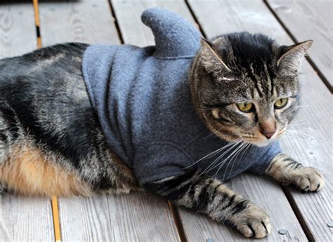 7 Hilarious Cat Costumes for Halloween - Petswelcome.com