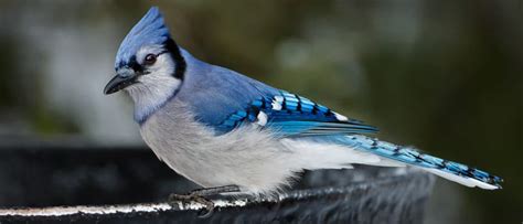 14 FUN & INTERESTING Facts about Blue Jays! [2024] - Bird Watching HQ