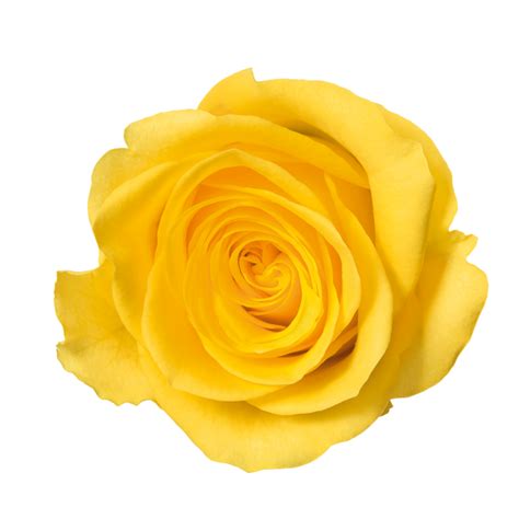 Single Yellow Rose Wallpaper