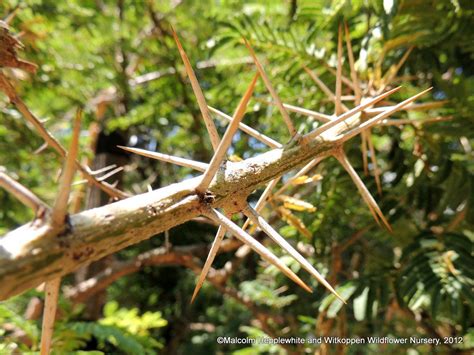 Thorny Bush | Thorny bushes, Acacia, Wild flowers