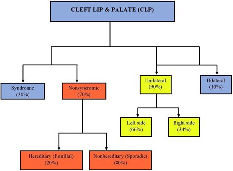 Pathophysiology Of Cleft Lip And Palate Ppt - Infoupdate.org