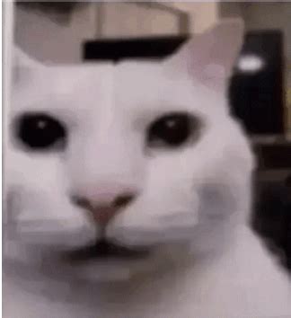 Cat Stare Evil Cat Stare Meme - Cat stare Cat Evil cat stare - Discover & Share GIFs